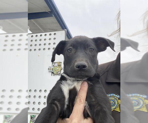 Medium Photo #1 Labrador Retriever Puppy For Sale in Bakersfield, CA, USA