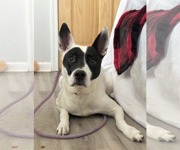 Medium Photo #3 Mutt Puppy For Sale in Rockaway, NJ, USA