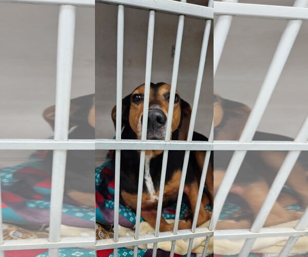 Medium Photo #7 Mutt Puppy For Sale in Doylestown, PA, USA