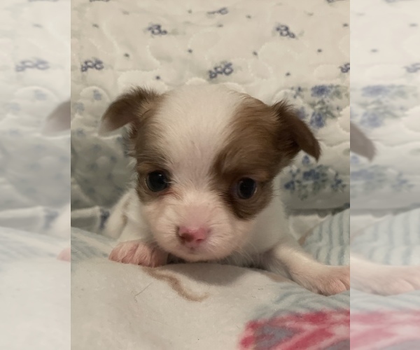 Medium Photo #1 Chihuahua Puppy For Sale in LYNCHBURG, VA, USA