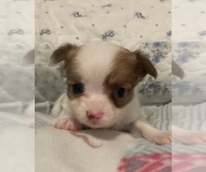Chihuahua Puppy for sale in LYNCHBURG, VA, USA
