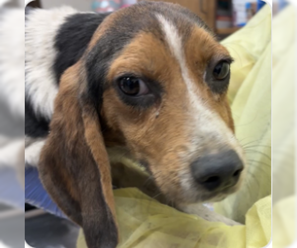Medium Photo #1 Beagle Puppy For Sale in Tampa, FL, USA