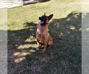 Belgian Malinois Puppy for sale in EL CENTRO, CA, USA