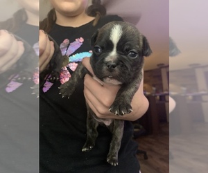 French Bulldog Puppy for sale in LINCOLN, MO, USA