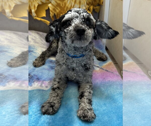 Medium Photo #2 Poodle (Miniature) Puppy For Sale in Pacolet, SC, USA