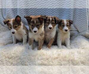 Shetland Sheepdog Puppy for Sale in JASONVILLE, Indiana USA