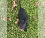 Small #1 Beagle Mix