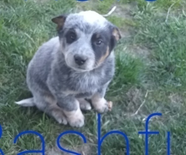 Medium Photo #1 Australian Cattle Dog Puppy For Sale in AUGSBURG, IL, USA