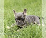 Small #3 French Bulldog