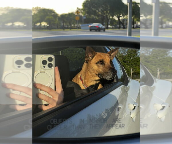 Medium Photo #3 Mutt Puppy For Sale in Miami, FL, USA