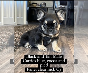 French Bulldog Puppy for sale in LAURENS, IA, USA