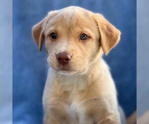Golden Labrador Dogs for adoption in San Diego, CA, USA