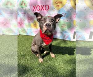 Staffordshire Bull Terrier Dogs for adoption in Pompano Beach , FL, USA