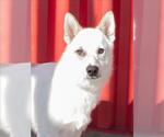 CHURRO - Male Texas Heeler-Unknown Mix Dog for Adoption - Small photo