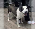 Small Border Collie Mix