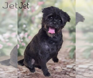 Pugairn Dogs for adoption in Phelan, CA, USA