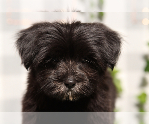 Morkie Puppy for sale in MARIETTA, GA, USA