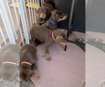 Small Photo #14 Doberman Pinscher Puppy For Sale in BUCKEYE, AZ, USA