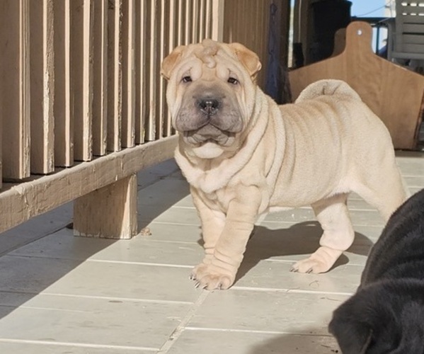 Medium Photo #1 Chinese Shar-Pei Puppy For Sale in APPLE VALLEY, CA, USA