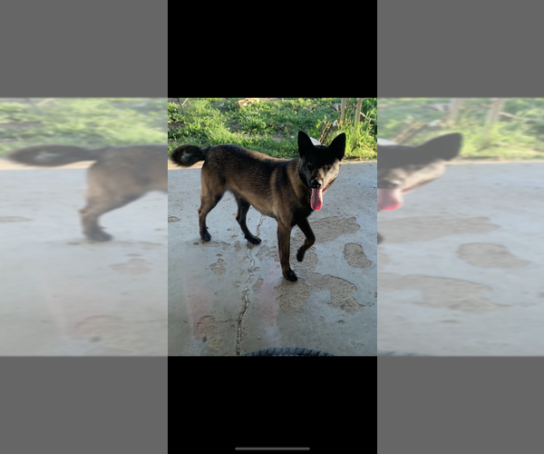 Medium Photo #1 Belgian Malinois Puppy For Sale in LINDSAY, CA, USA
