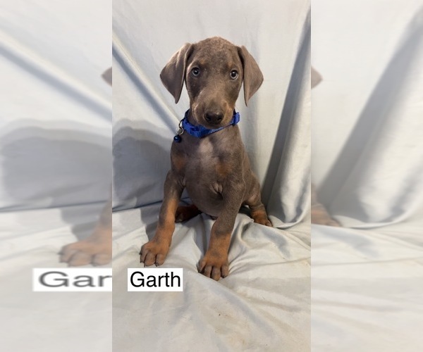 Medium Photo #2 Doberman Pinscher Puppy For Sale in POMEROY, OH, USA