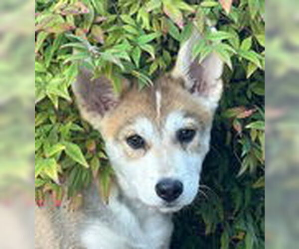 Medium Photo #6 Siberian Husky-Unknown Mix Puppy For Sale in Fremont, CA, USA