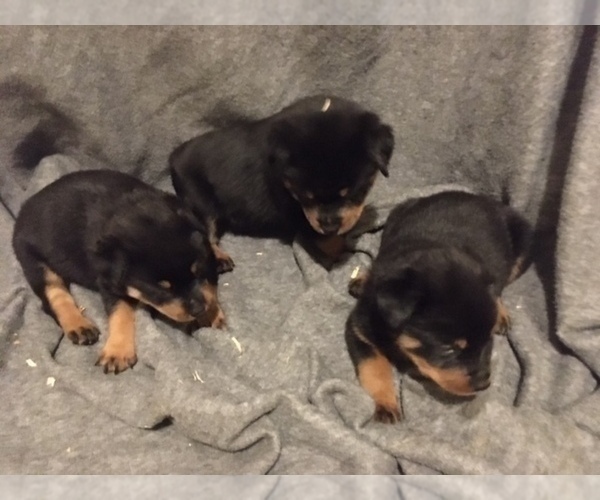 Medium Photo #3 Rottweiler Puppy For Sale in COTTAGE GROVE, OR, USA