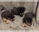 Small Photo #3 Rottweiler Puppy For Sale in COTTAGE GROVE, OR, USA