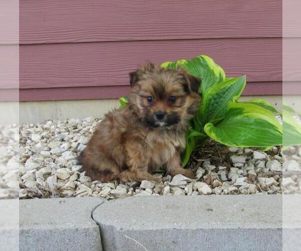 Medium Photo #1 Shiranian Puppy For Sale in LE MARS, IA, USA