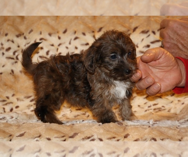 Medium Photo #18 Yorkiepoo mix (+ Poodle Toy) Puppy For Sale in DYERSBURG, TN, USA