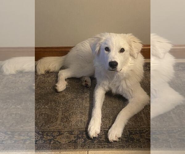 Medium Photo #1 Great Pyrenees-Unknown Mix Puppy For Sale in Columbus, IN, USA