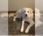 Small Great Pyrenees Mix