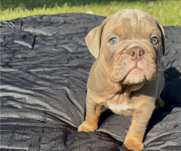 Medium Photo #6 Bulldog Puppy For Sale in PACE, FL, USA