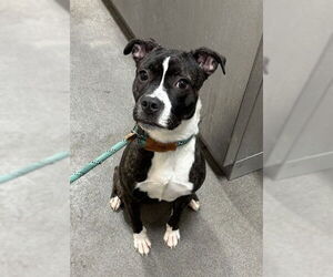 Boston Terrier-Unknown Mix Dogs for adoption in Forestville, MD, USA