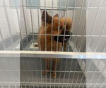 Small #1 Chow Chow Mix