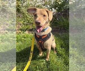 Labrador Retriever-Unknown Mix Dogs for adoption in New York, NY, USA