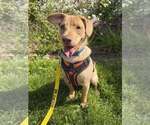 Peanut (AL) - Male Labrador Retriever-Unknown Mix Dog for Adoption - Small photo