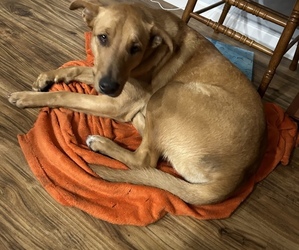 Border Collie-Bulldog Mix Puppy for sale in GOSHEN, IN, USA