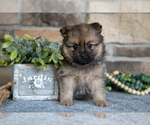 Small #2 Pomeranian