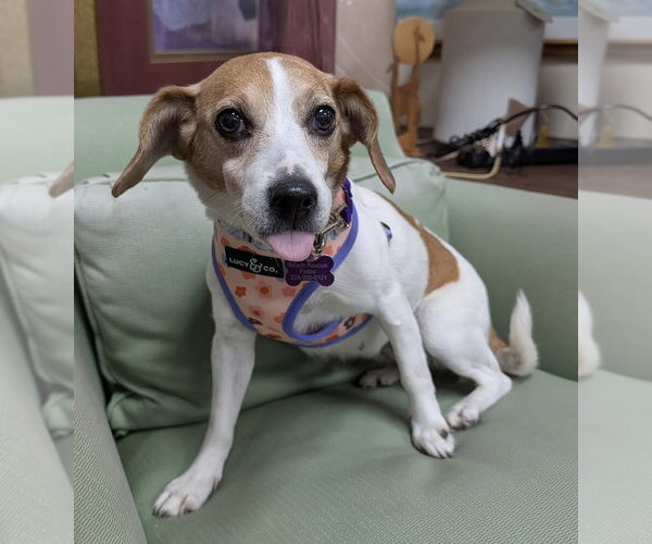 Medium Photo #2 Beagle-Unknown Mix Puppy For Sale in Mundelein, IL, USA