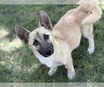 Small #1 Pembroke Welsh Corgi Mix