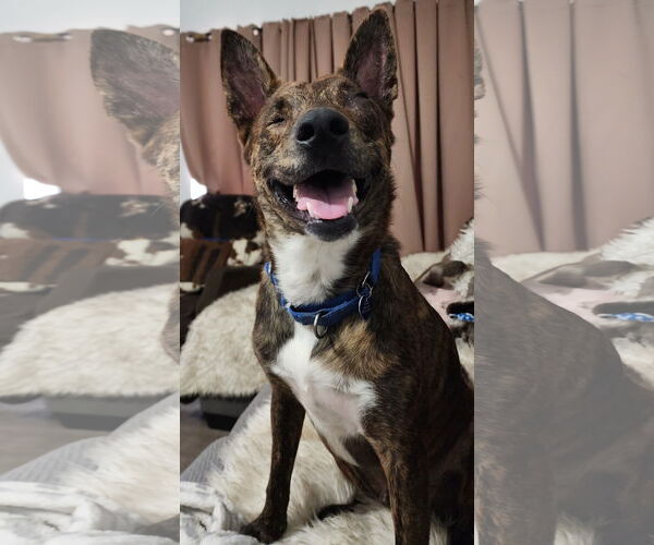 Medium Photo #9 Dutch Shepherd -Unknown Mix Puppy For Sale in Royal Palm Beach, FL, USA