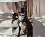 Small #8 Dutch Shepherd  Mix