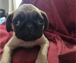 Puppy Puppy 1 Pug