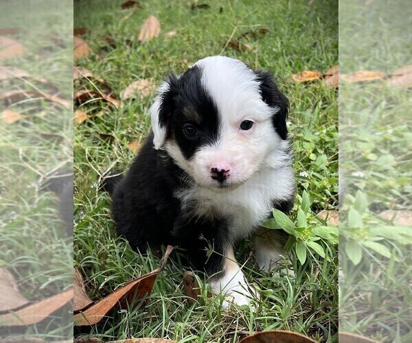 Medium Photo #7 Miniature Australian Shepherd Puppy For Sale in MONTICELLO, SC, USA