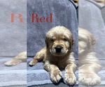 Puppy Red Golden Retriever