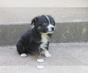 Australian Shepherd Puppy for sale in LEXINGTON, AL, USA