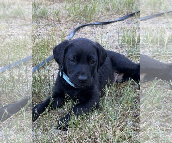 Medium Photo #2 Labrador Retriever-Unknown Mix Puppy For Sale in Bellevue, WA, USA