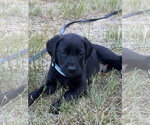 Small #1 Labrador Retriever Mix