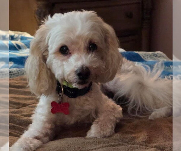 Medium Photo #2 Maltipoo (Miniature) Puppy For Sale in San Diego, CA, USA